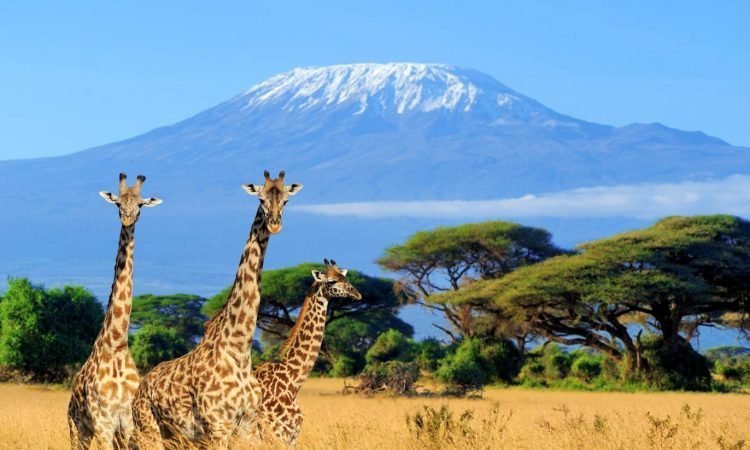 6-Day Northern Tanzania Safari